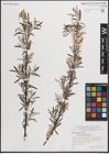 Foto von Salix eleagnos subsp. angustifolia (Cariot) Rech. f.